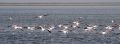 2012-07-12 Namibia 132 - Walfischbucht (Walvis Bay) - Flamingos